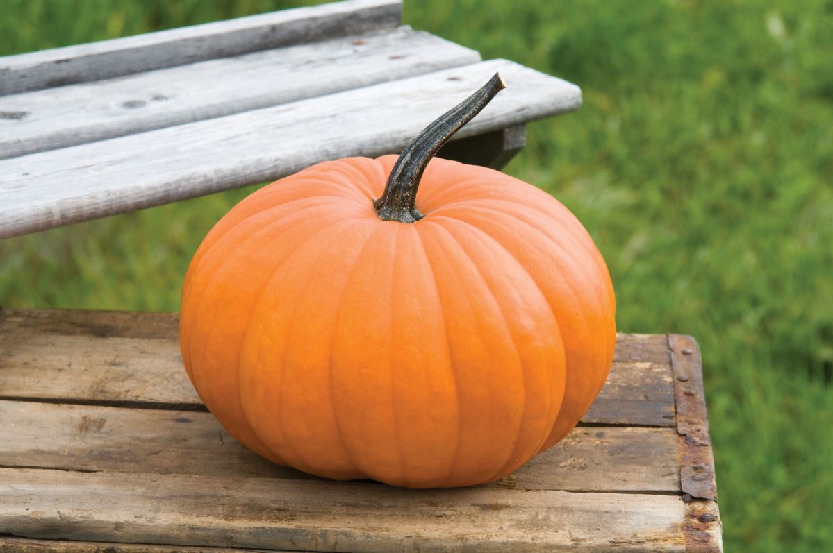 Flatso – Pumpkin Seed